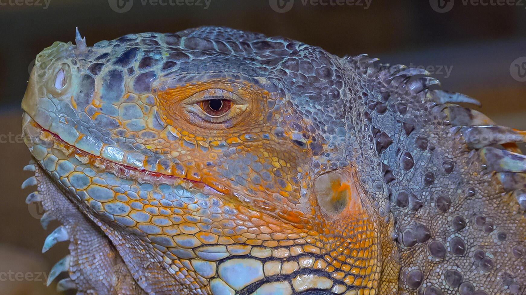 Head close-up The green iguana, common iguana Iguana iguana photo