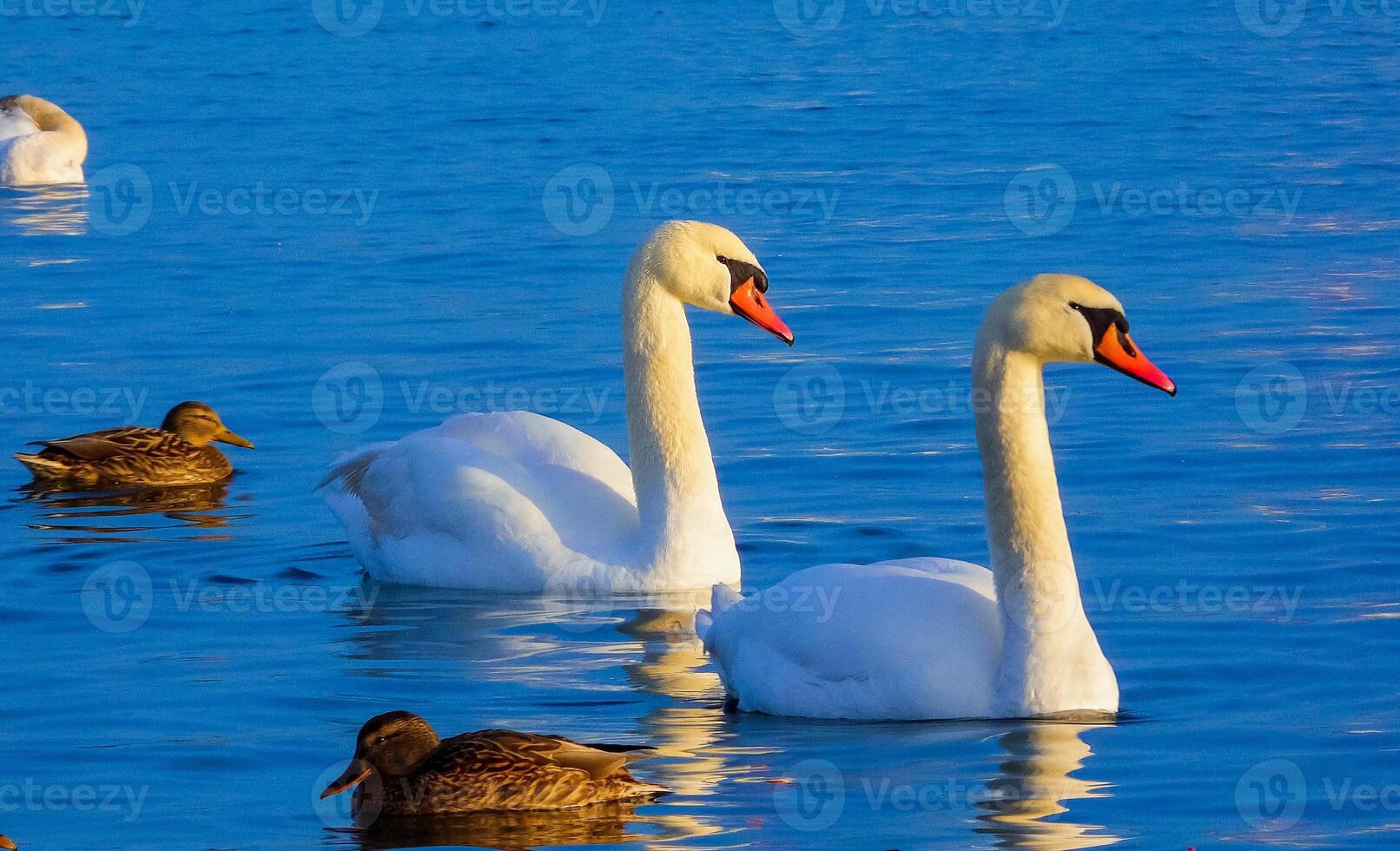 Birds of Europe. Mute swan Cygnus olor, gulls and ducks - wintering waterfowl in the Black Sea photo