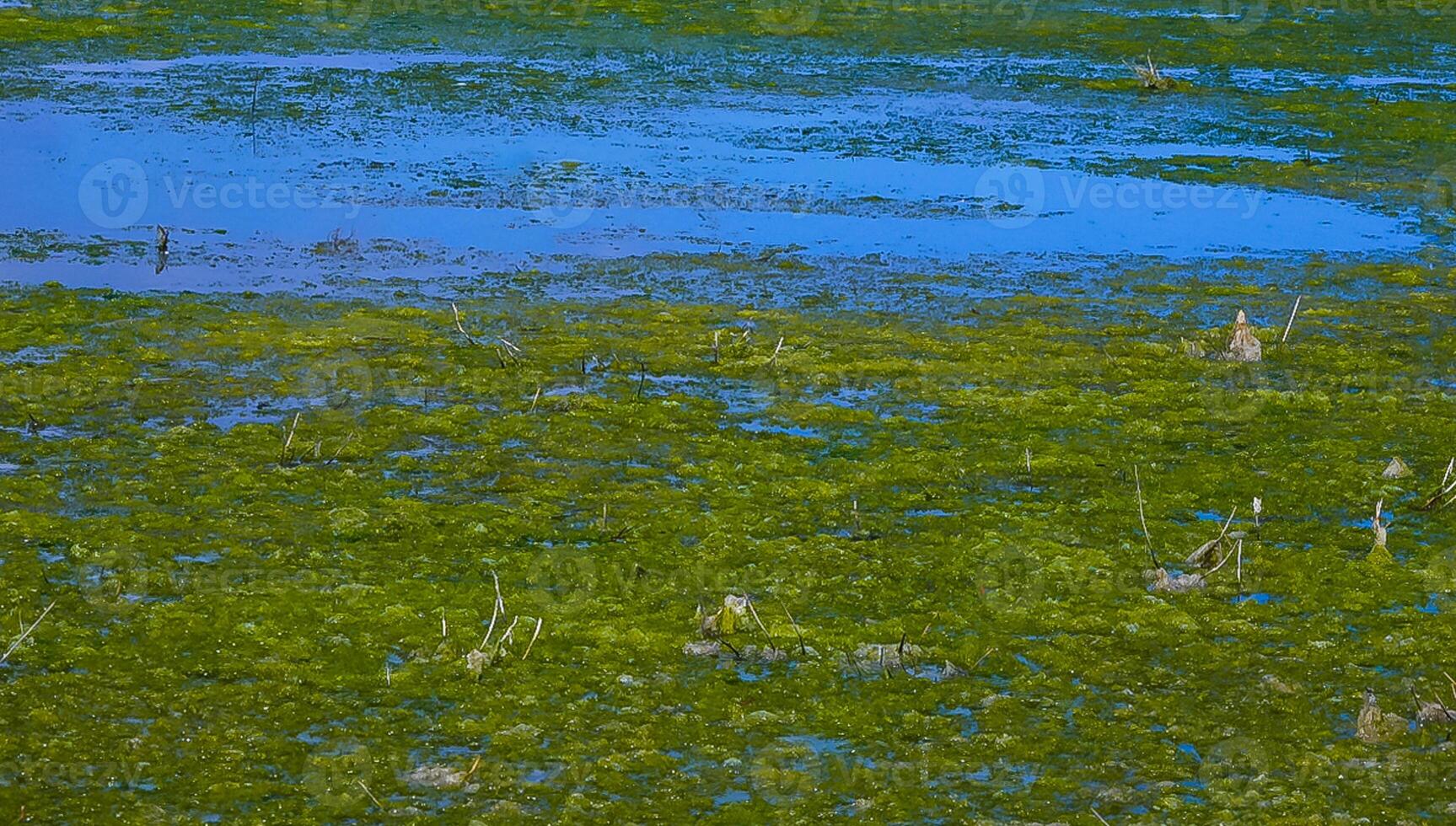 Accumulation of green algae Ulva and Enteromorpha near the shore in a salt lake on the Tiligul estuary photo