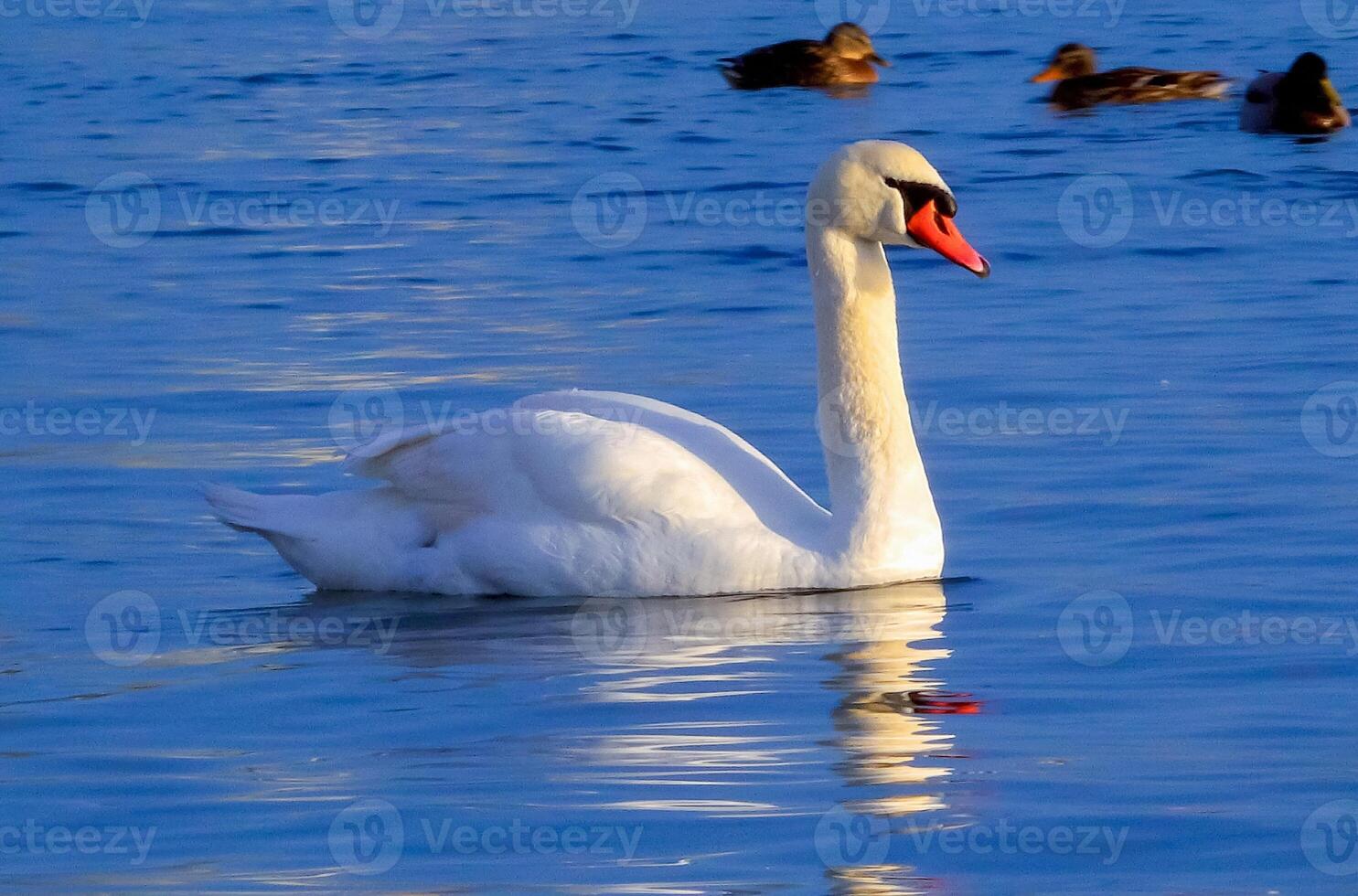 Birds of Europe. Mute swan Cygnus olor, gulls and ducks - wintering waterfowl in the Black Sea photo