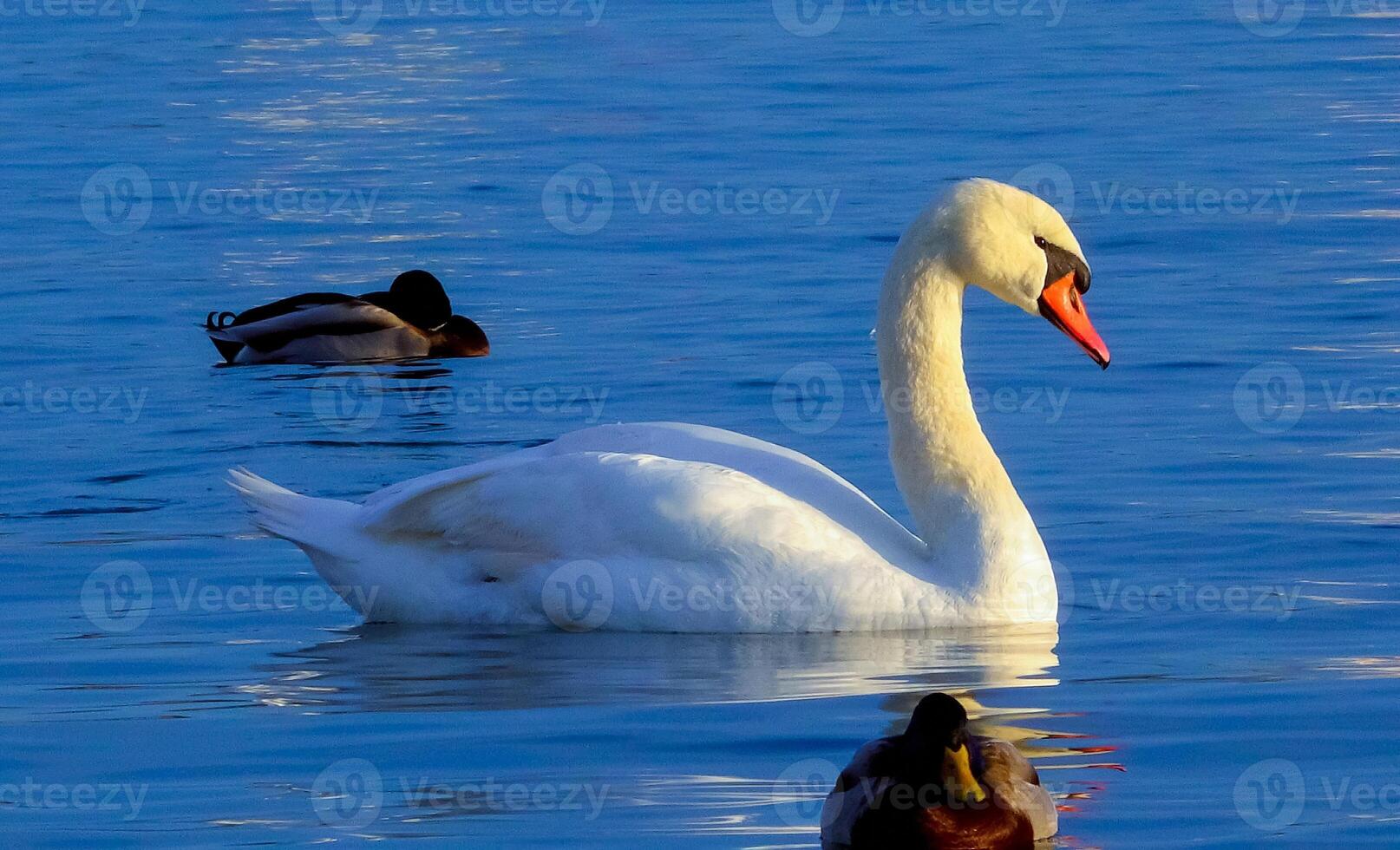 Birds of Europe. Mute swan Cygnus olor, gulls and ducks - wintering waterfowl in the Black Sea photo