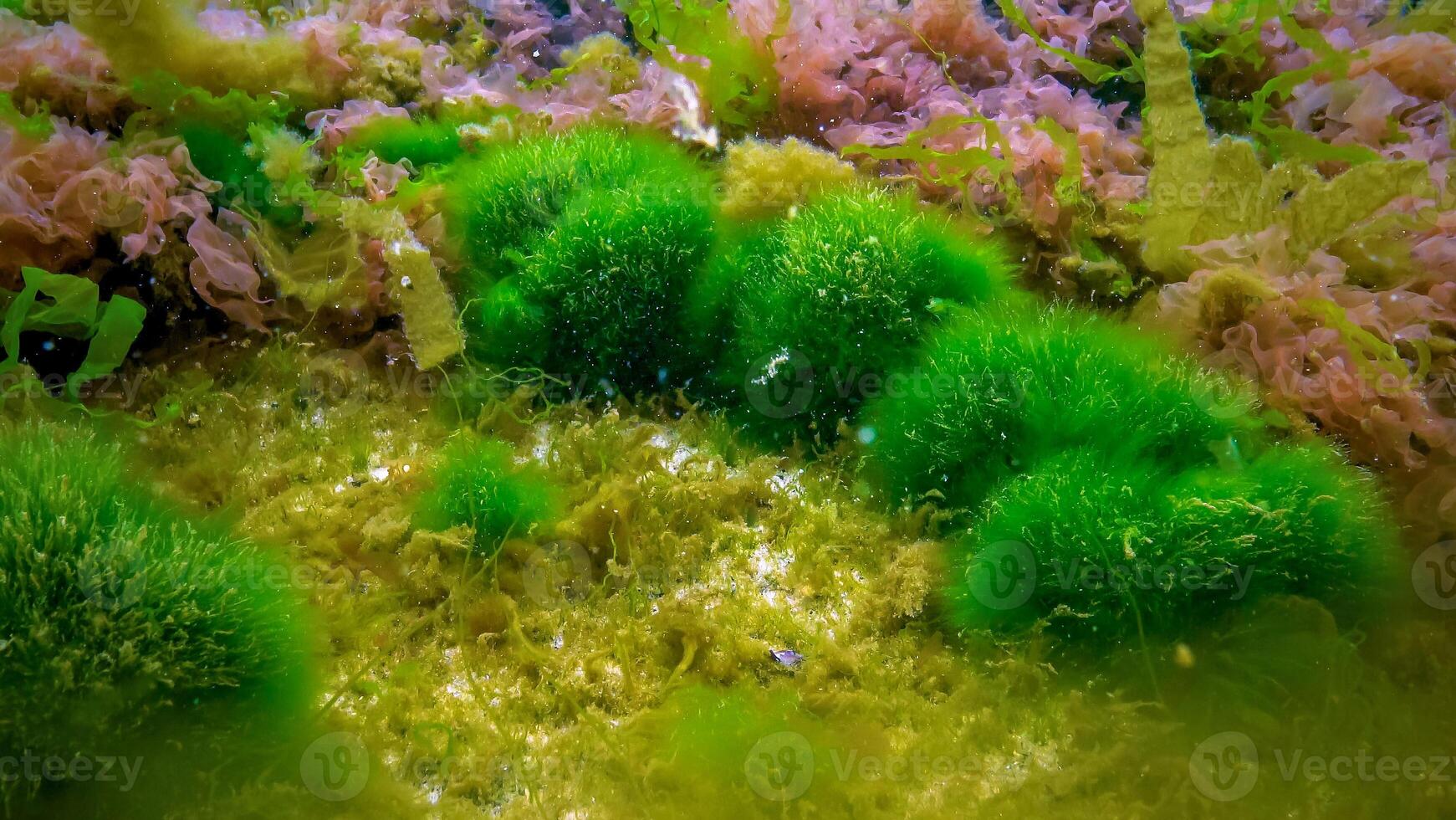 Underwater landscape, Black Sea. Green, red and brown algae on the seabed photo