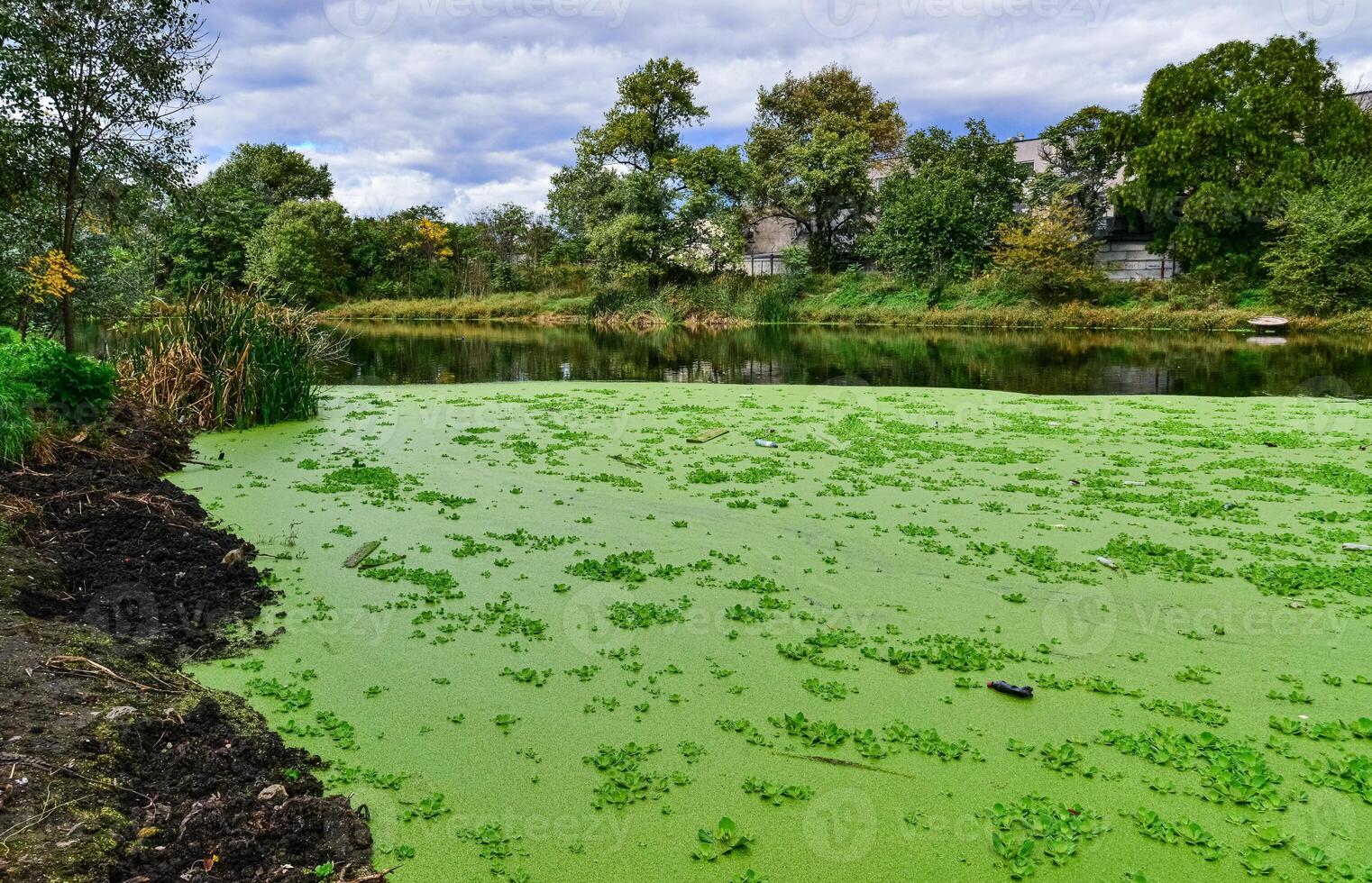 The water surface of a dirty lake is covered with floating plants Pontederia crassipes Eichhornia crassipes, duckweed Wolffia arrhiza and Lemna turionifera photo