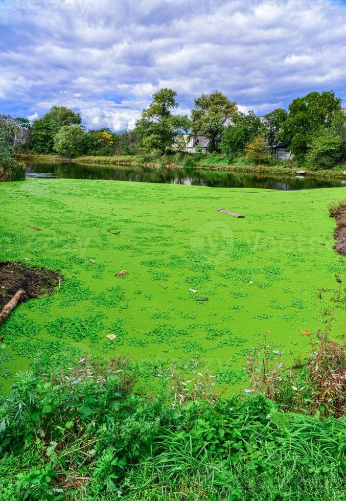 The water surface of a dirty lake is covered with floating plants Pontederia crassipes Eichhornia crassipes, duckweed Wolffia arrhiza and Lemna turionifera photo