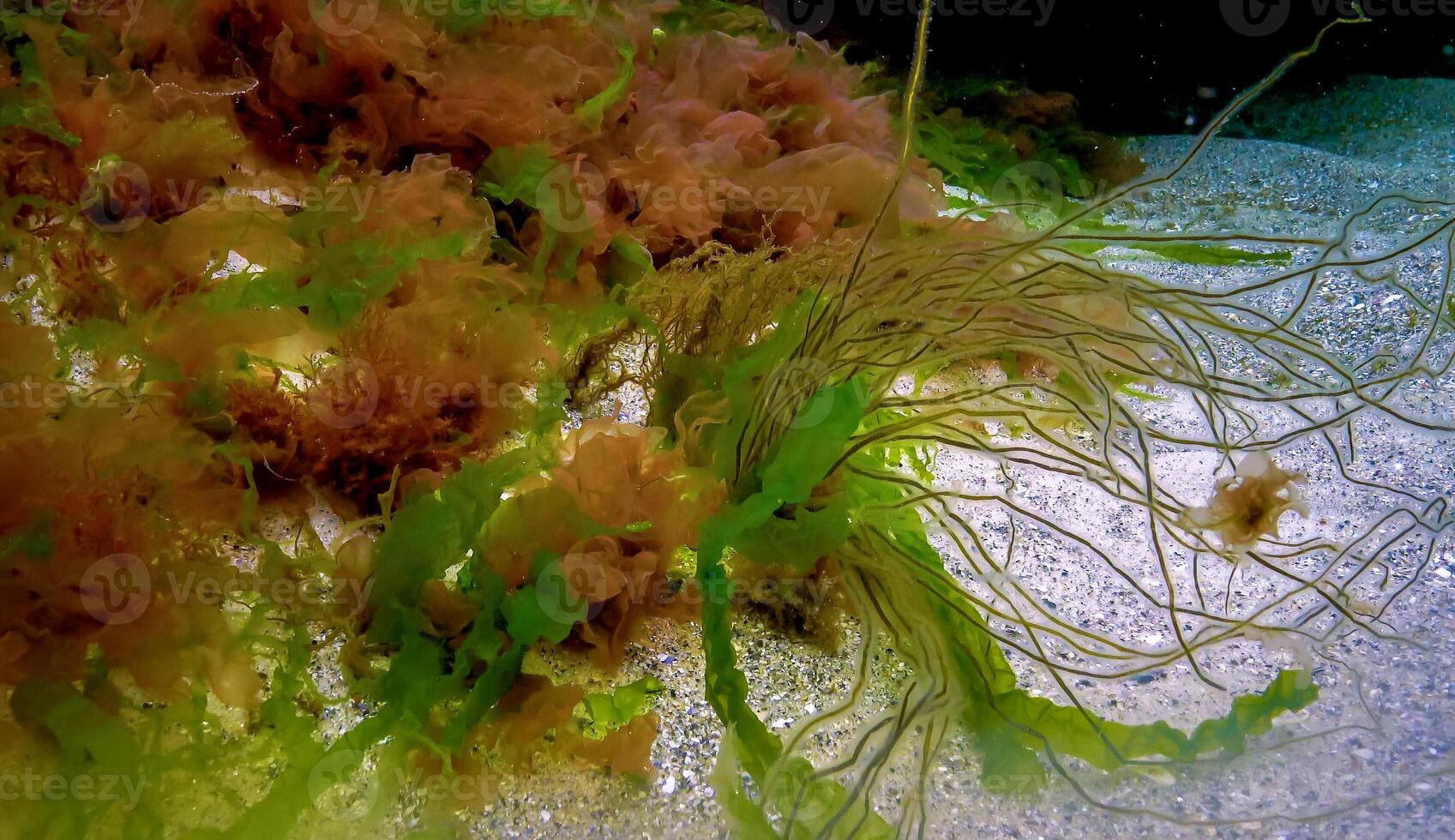 Underwater landscape, Black Sea. Green, red and brown algae on the seabed photo