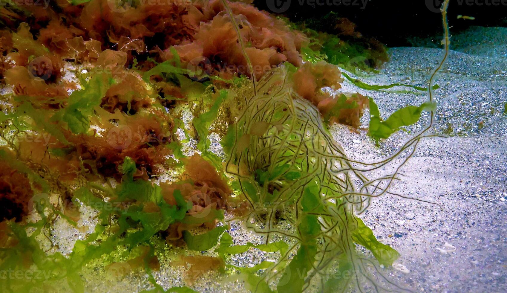 Underwater landscape, Black Sea. Green, red and brown algae on the seabed photo