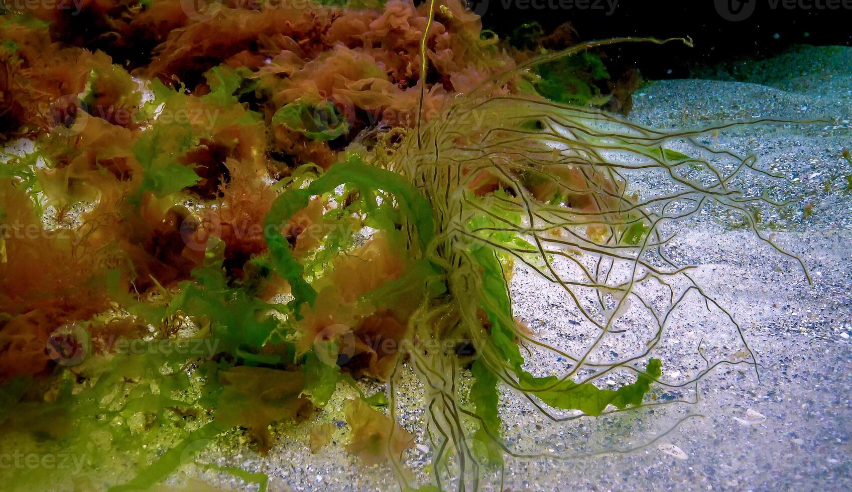 Underwater landscape, Black Sea. Green, red and brown algae on the seabed photo