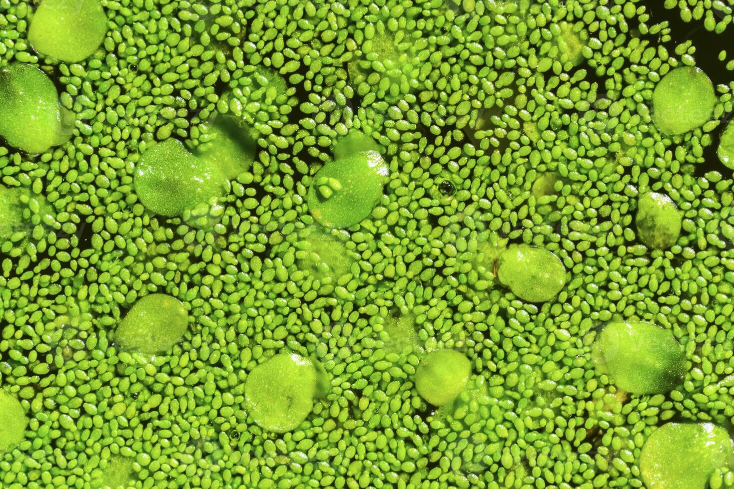 Spotless watermeal, rootless duckweed Wolffia arrhiza and duckweed Lemna turionifera in a stagnant freshwater pond photo