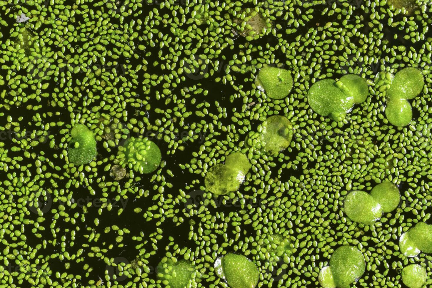 Spotless watermeal, rootless duckweed Wolffia arrhiza and duckweed Lemna turionifera in a stagnant freshwater pond photo