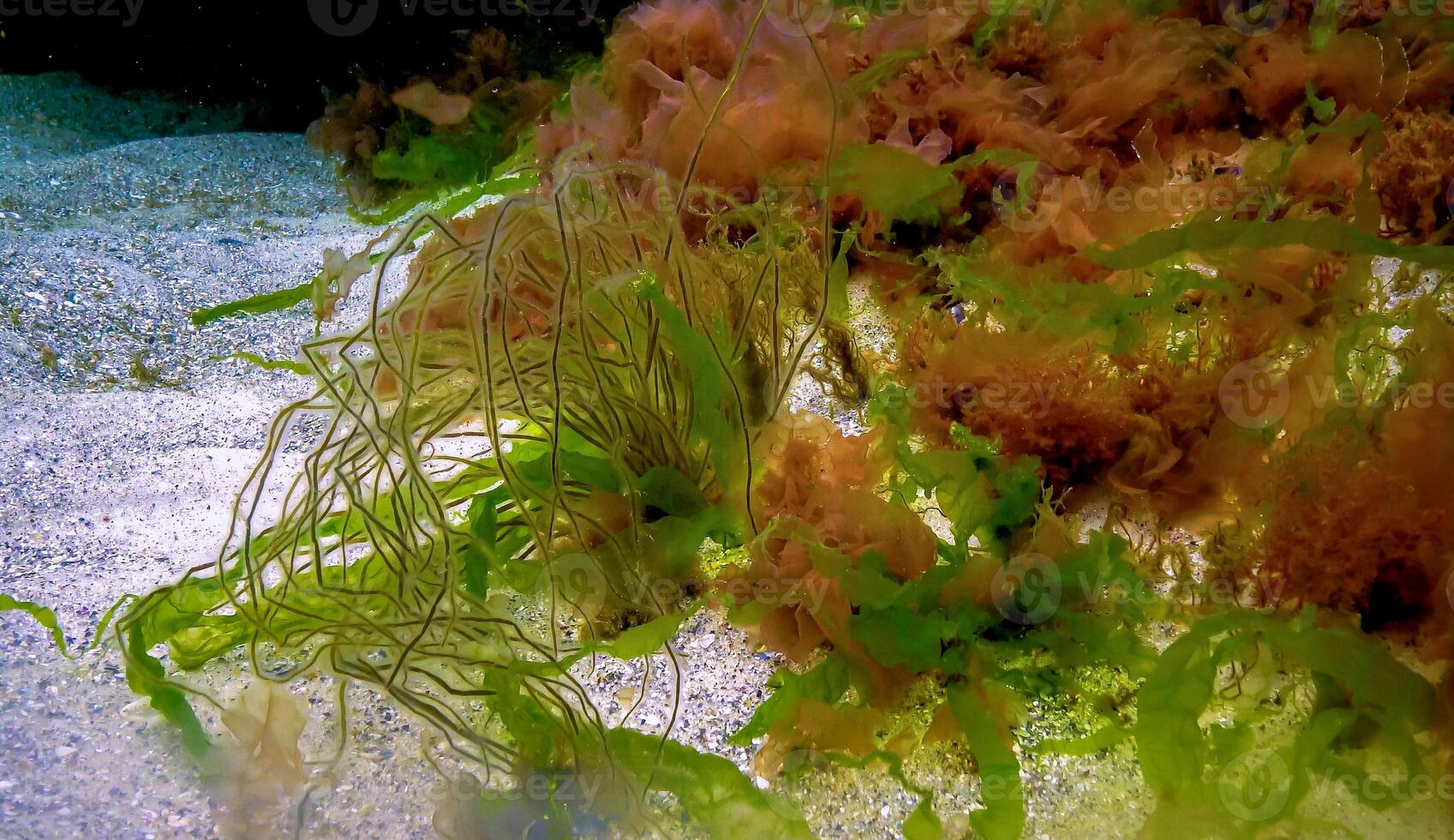 Underwater landscape, Black Sea. Green, red and brown algae on the seabed photo