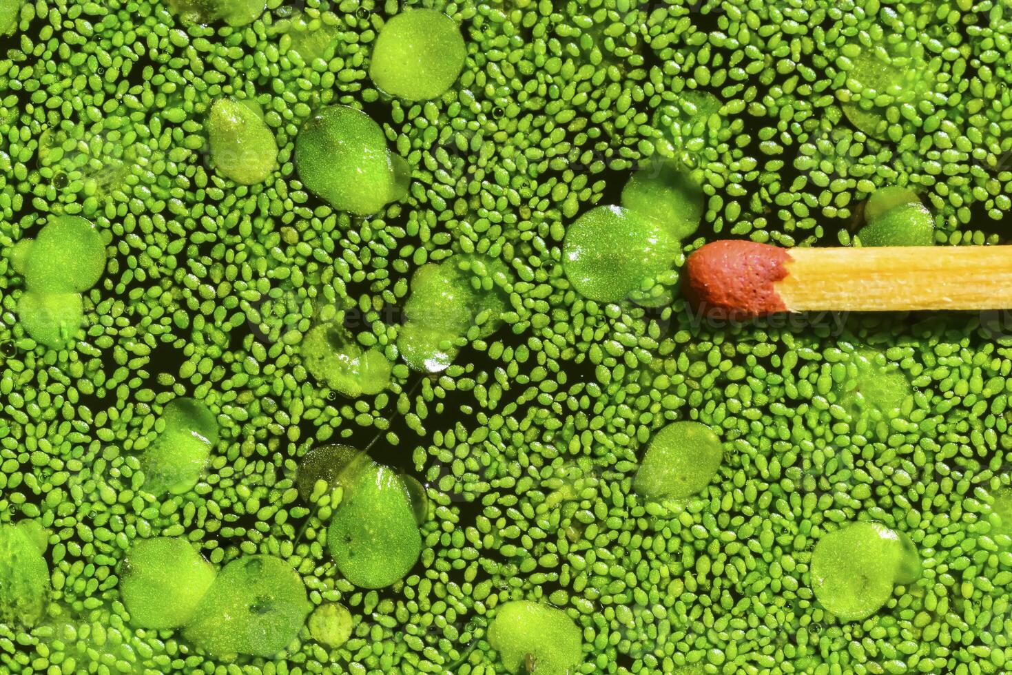 Match for scale, Spotless watermeal, rootless duckweed Wolffia arrhiza and duckweed Lemna turionifera in a stagnant freshwater pond photo