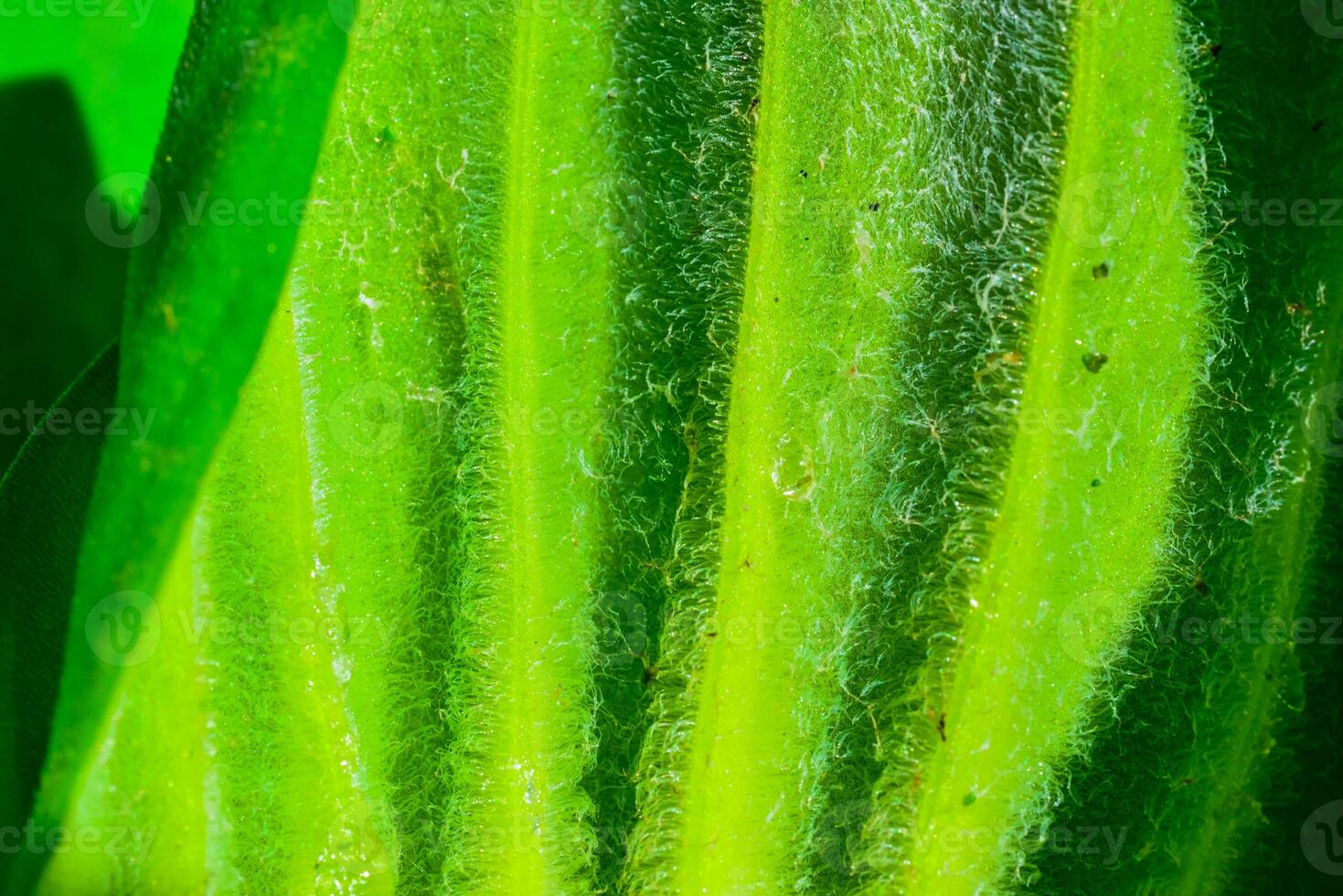 The underside of a leaf of a floating plant Pistia stratiotes, covered with water-resistant hairs photo