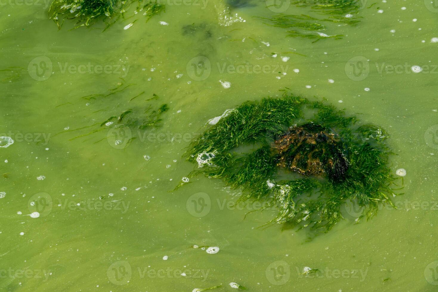 Eutrophication of the Khadzhibey estuary, blooms in the water of the blue-green algae Microcystis aeruginosa photo