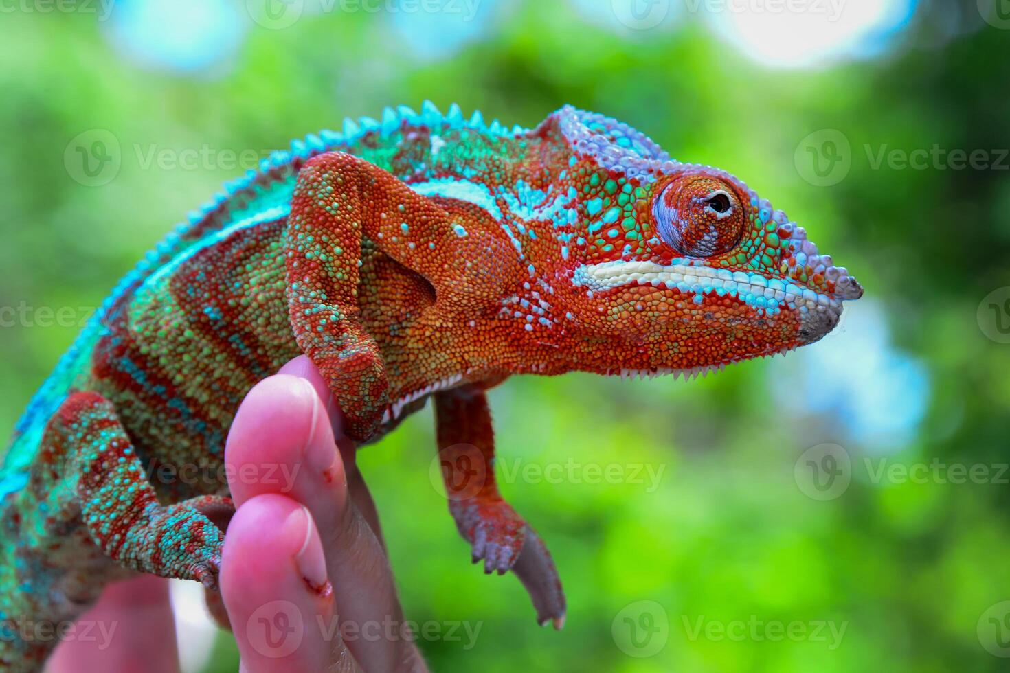 The panther chameleon - furcifer pardalis, reptile sits on a man's hand photo