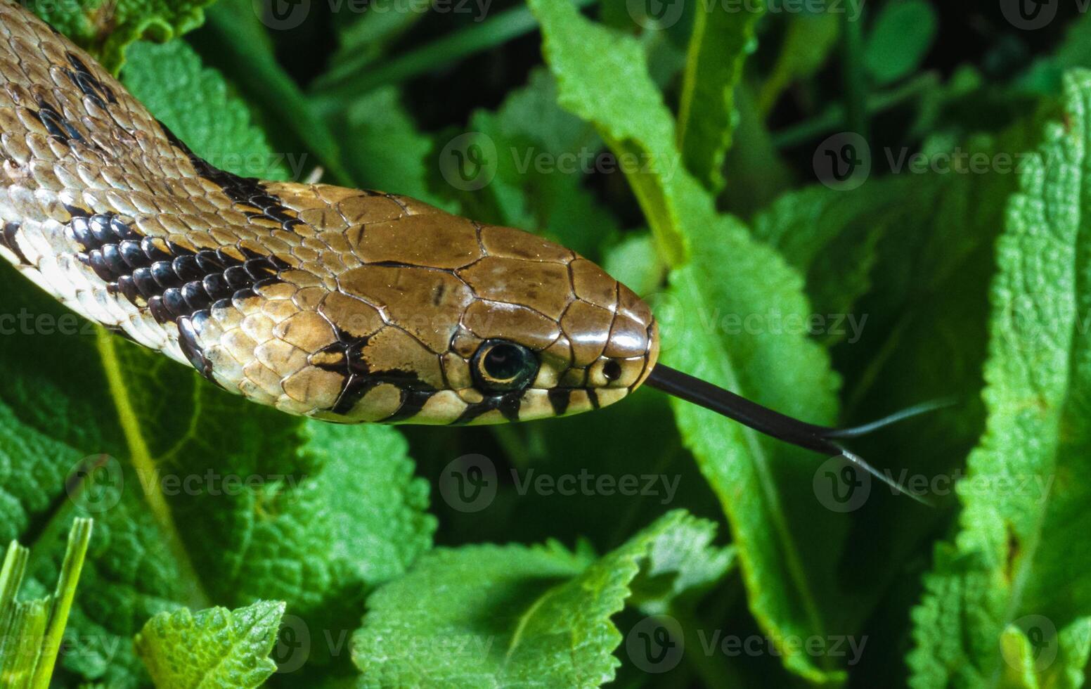 The dice snake Natrix tessellata, close-up of a water snake's head photo