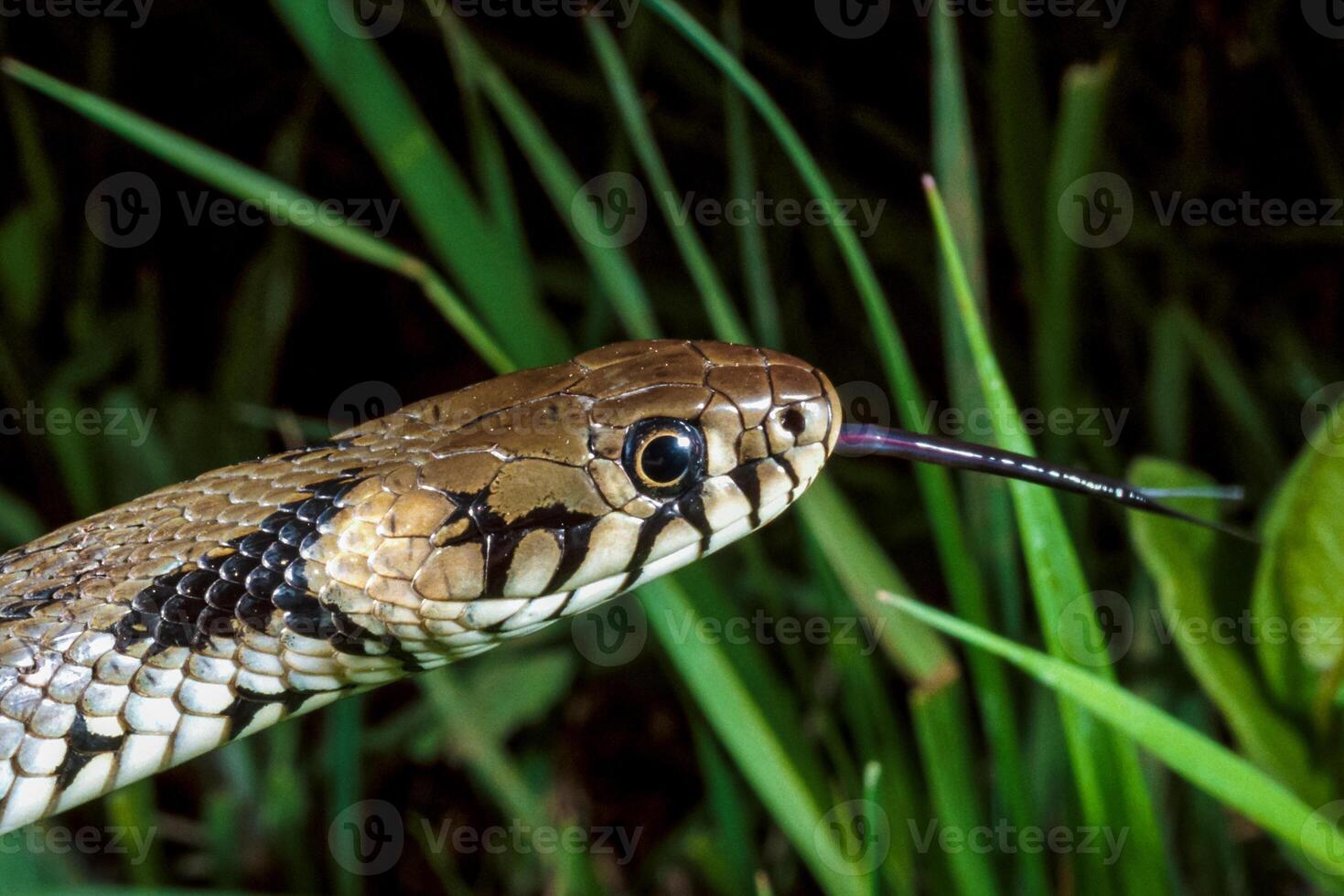 The dice snake Natrix tessellata, close-up of a water snake's head photo