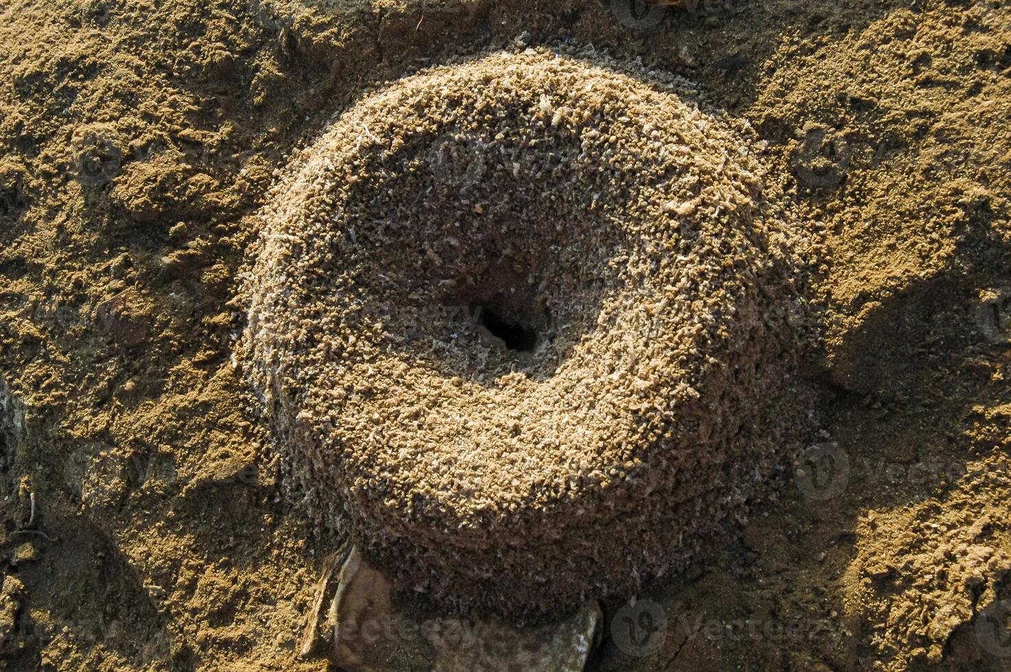 Smooth round removal of sand from an anthill on the shores of the Red Sea in the area of Hurghada photo