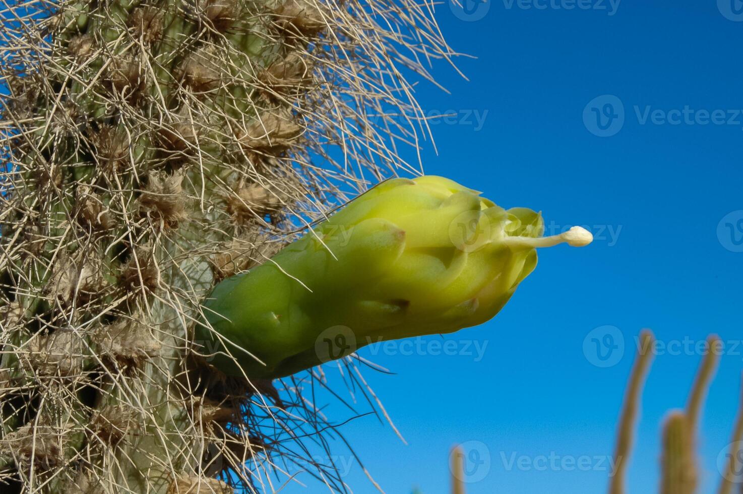 Blooming cacti Cereus sp. in the interior of a hotel garden in Hurghada, Egypt photo