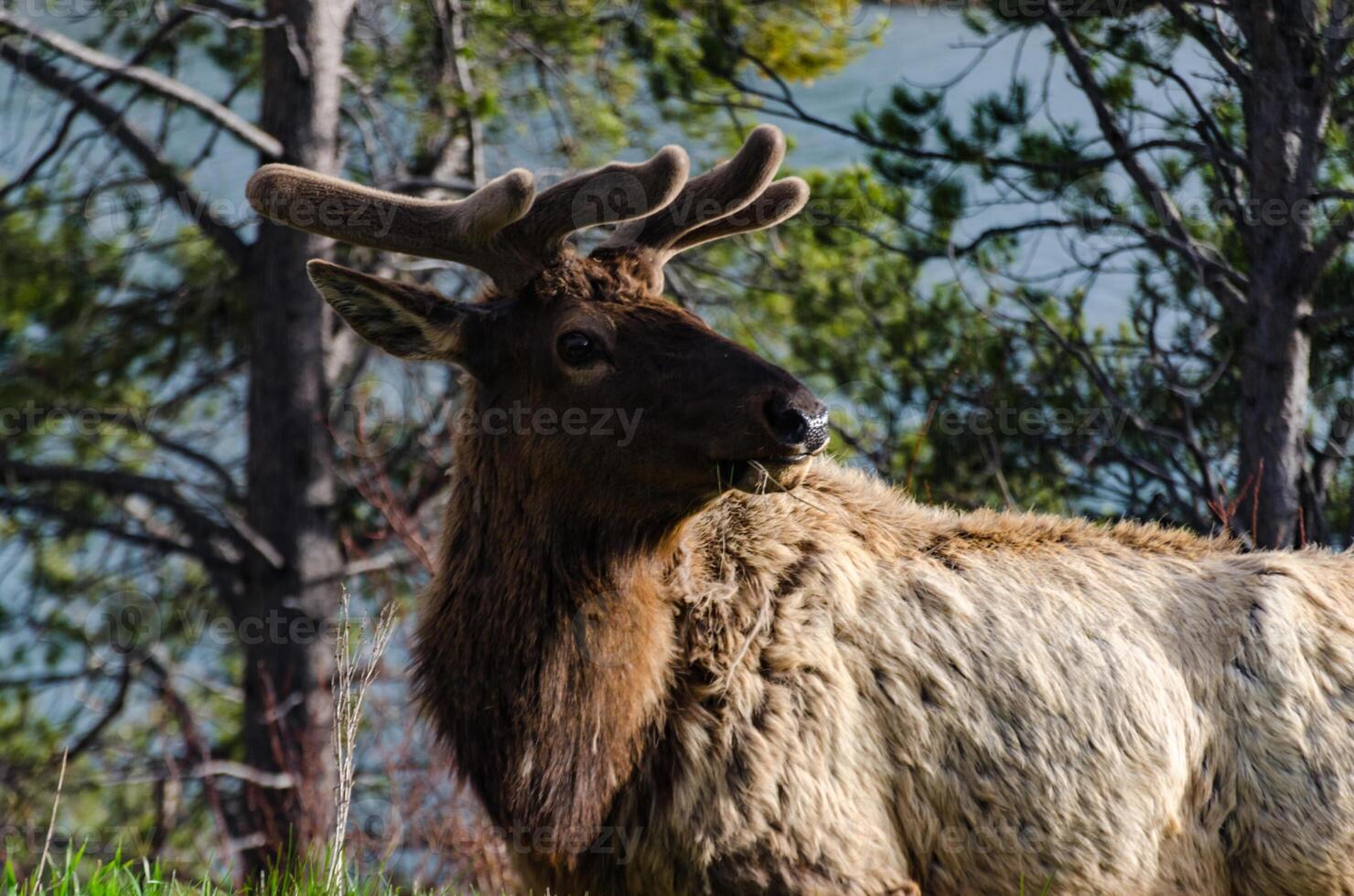 Bull Moose, a young animal eating green grass during a rain on the roadside, US photo