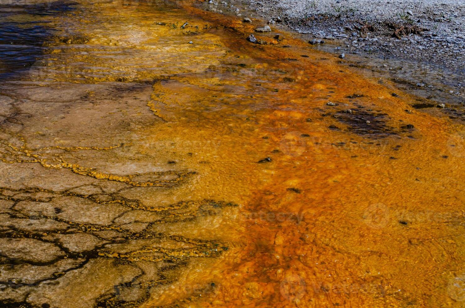 Algae-bacterial mats. Hot thermal spring, hot pool in the Yellowstone NP. USA photo