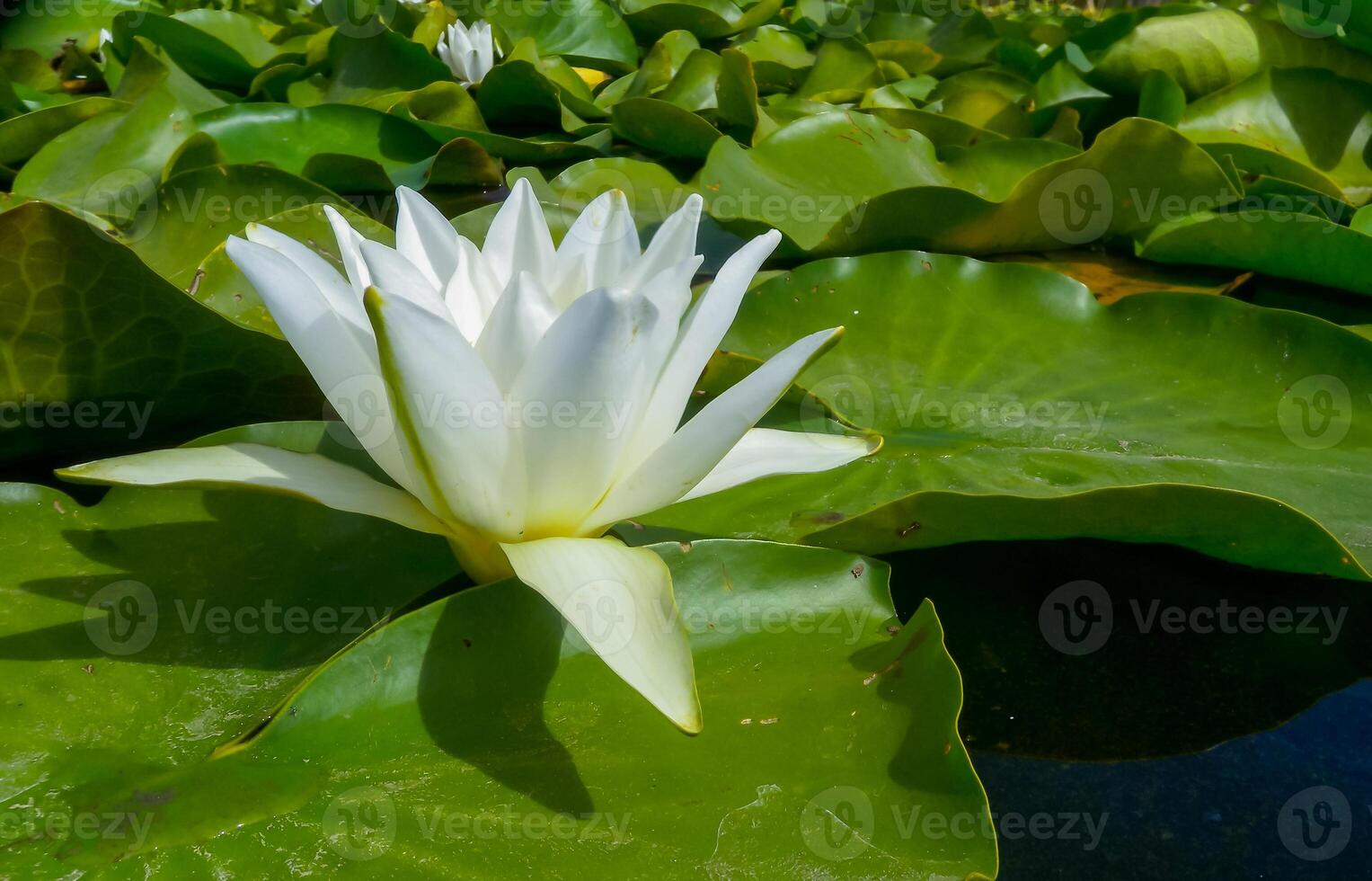 Beautiful white water lily Nymphaea alba flowers on the water surface in the lake Kugurluy, Ukraine photo
