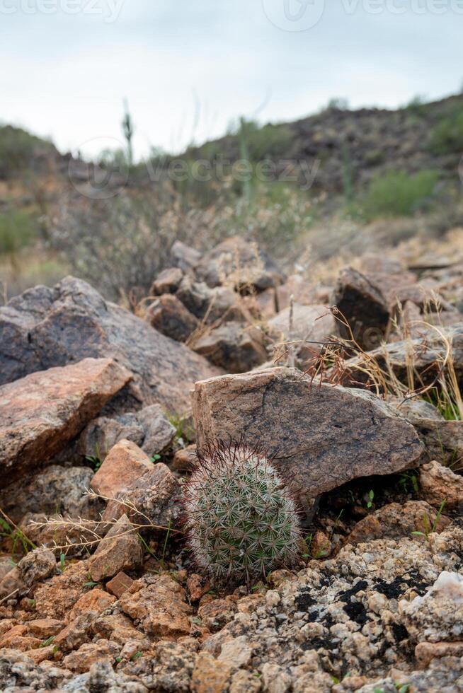 Mamillaria cactus with red prickles hooks in the crack of rocks, California photo
