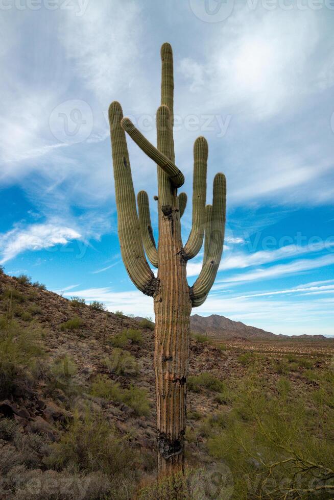Giant cactus Saguaro cactus Carnegiea gigantea against the background of a cloudy sky photo