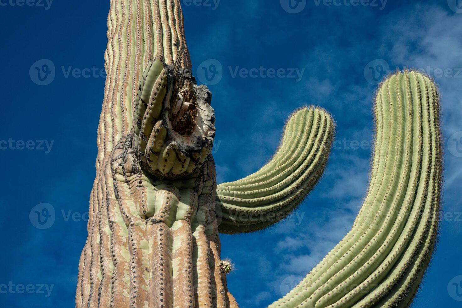 Saguaro Cactus Carnegiea gigantea in desert, giant cactus against a blue sky in winter in the desert of Arizona photo