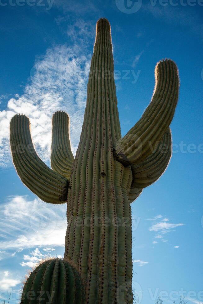 Saguaro Cactus Carnegiea gigantea in desert, giant cactus against a blue sky in winter in the desert of Arizona photo