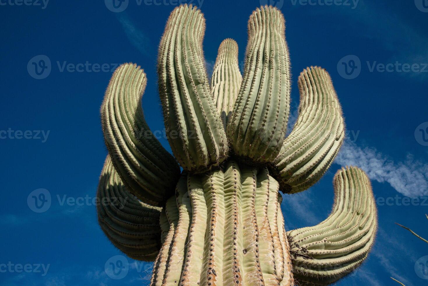 Saguaro Cactus Carnegiea gigantea in desert, giant cactus against a blue sky in winter in the desert of Arizona photo