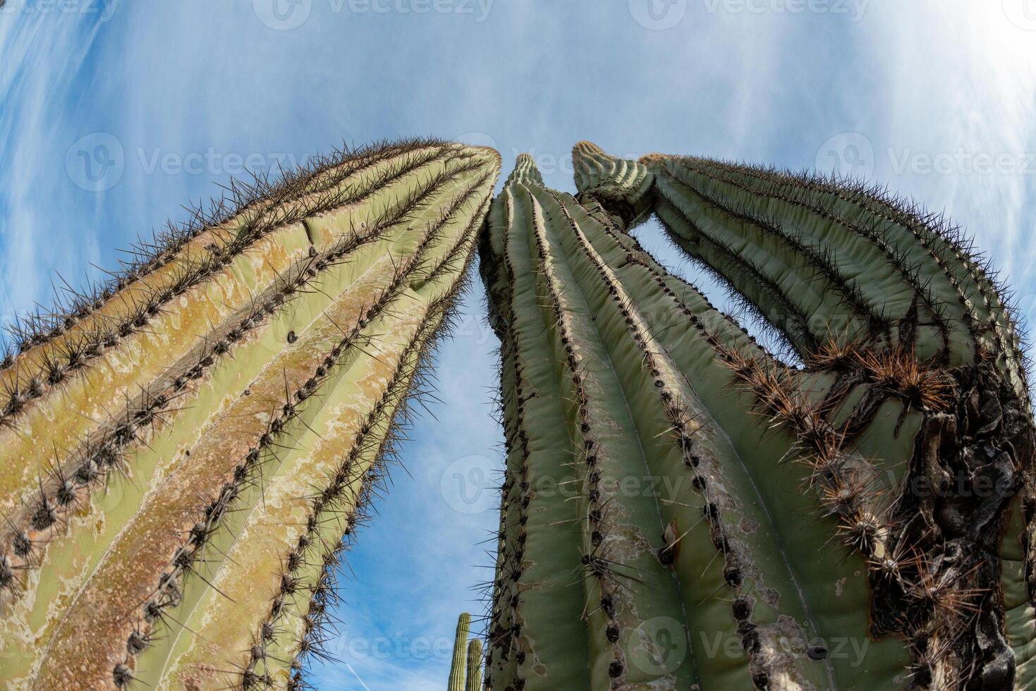 Landscape of a stone desert, photo of a cactus with a Fish Eye lens, Giant cactus Saguaro cactus Carnegiea gigantea, Arizona