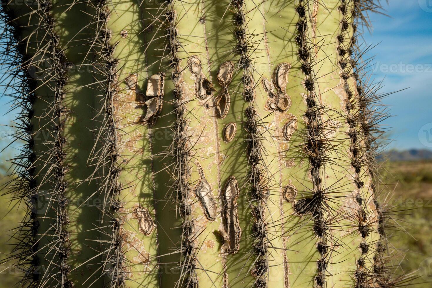 Three Giant Saguaros Carnegiea gigantea, close-up of a prickly cactus stem. Organ Pipe Cactus National Monument photo