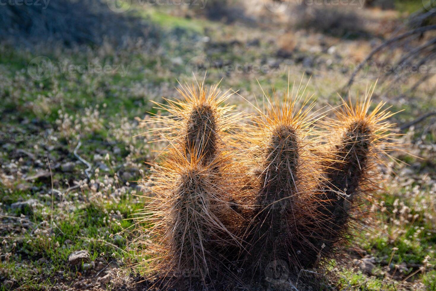 Nichol's hedgehog cactus, golden hedgehog cactus Echinocereus nicholii, Desert landscape with cacti photo