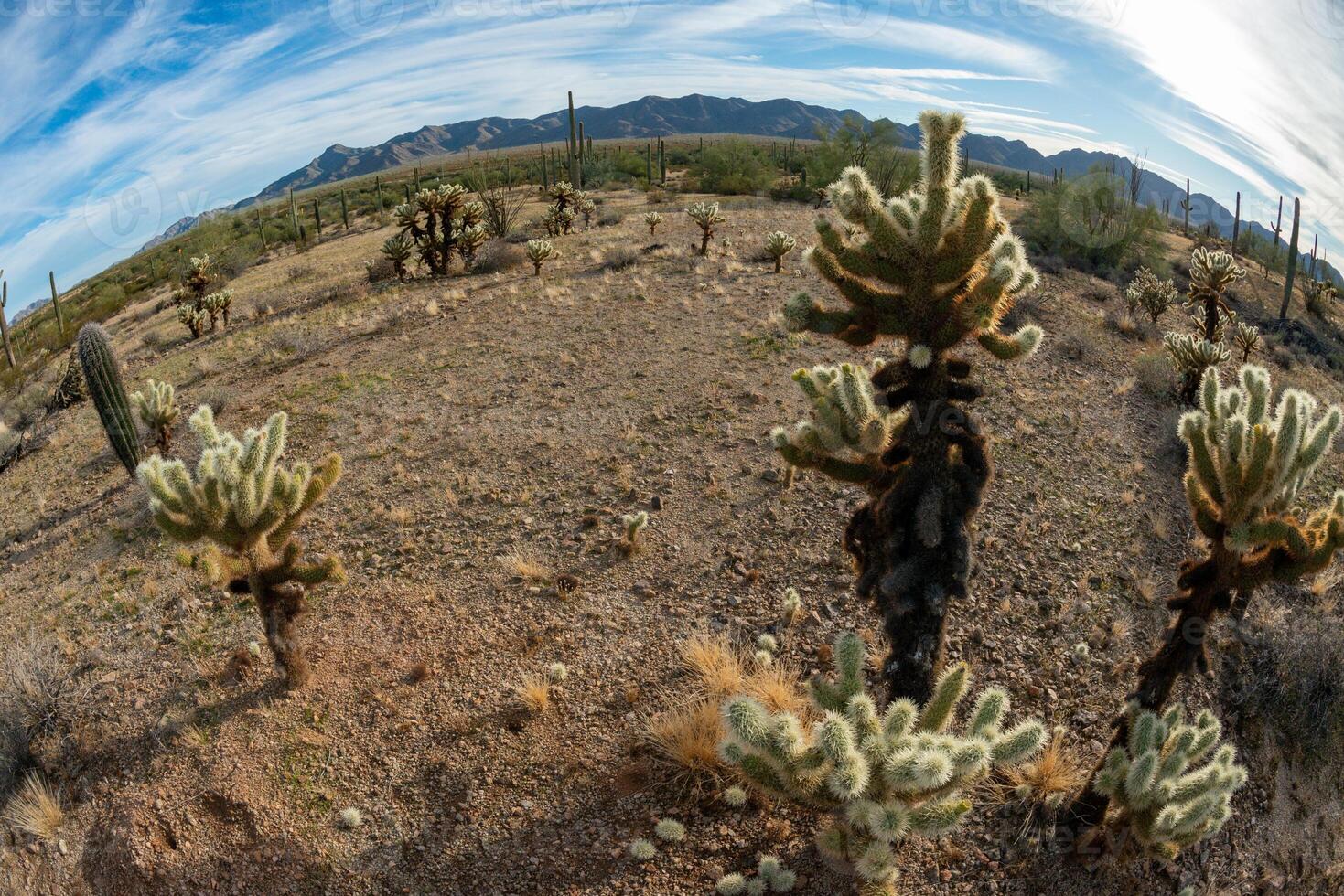 Landscape of a stone desert, Cylindropuntia echinocarpa - Cholla Cactus Garden Sunset Mojave Desert photo