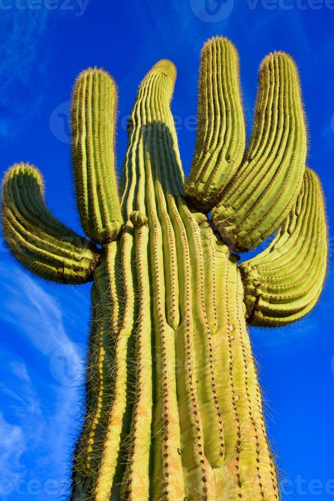 Saguaro Cactus Carnegiea gigantea in desert, giant cactus against a blue sky in winter photo