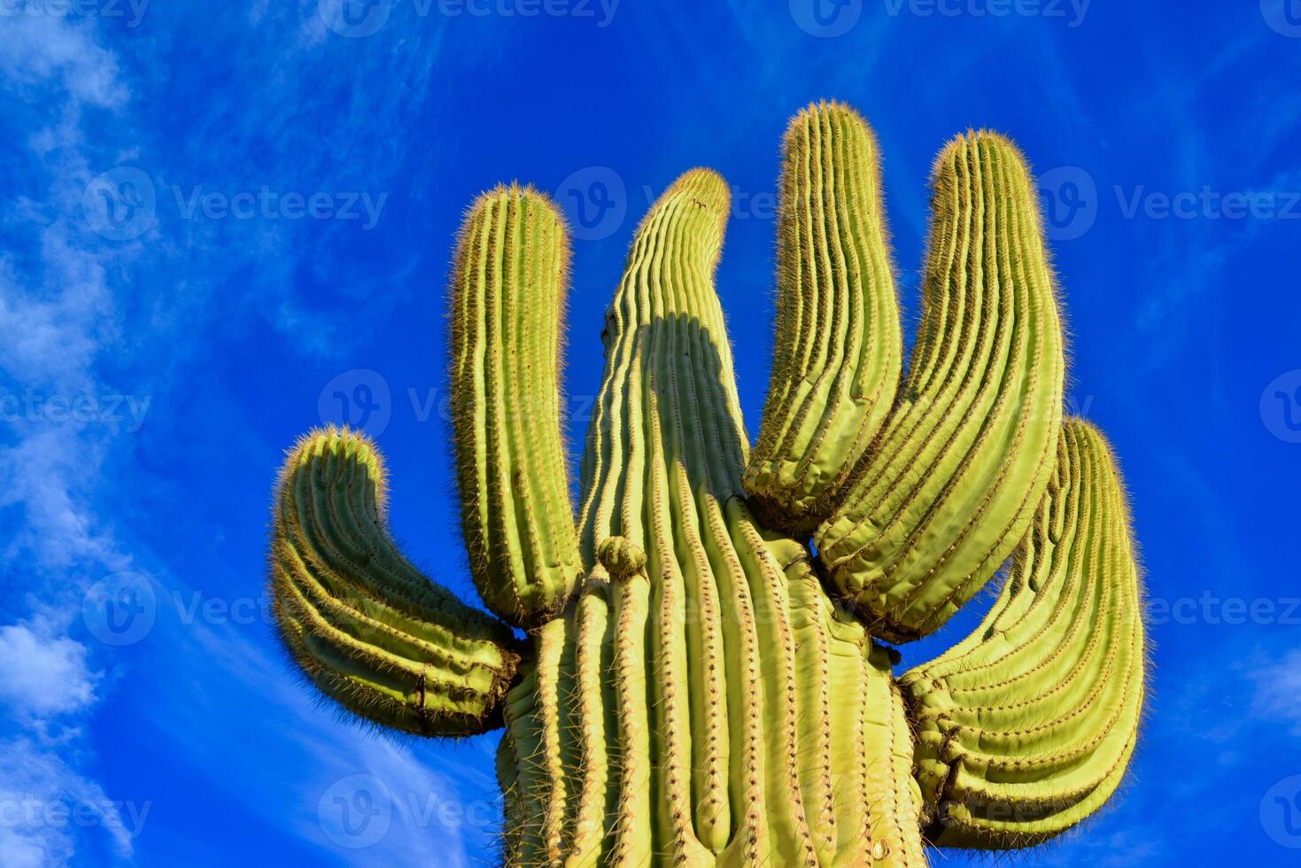 Saguaro Cactus Carnegiea gigantea in desert, giant cactus against a blue sky in winter photo