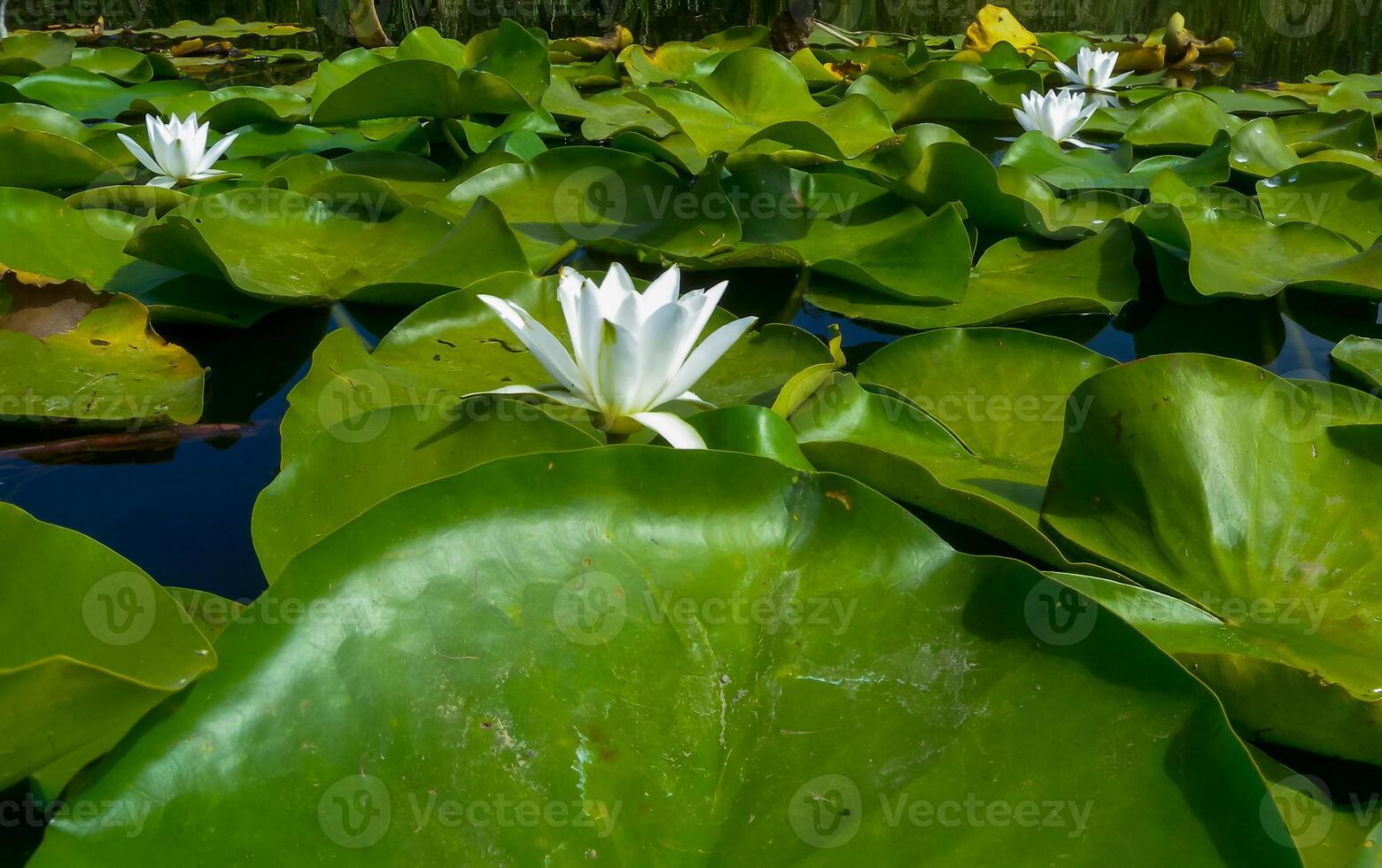 Beautiful white water lily Nymphaea alba flowers on the water surface in the lake Kugurluy, Ukraine photo