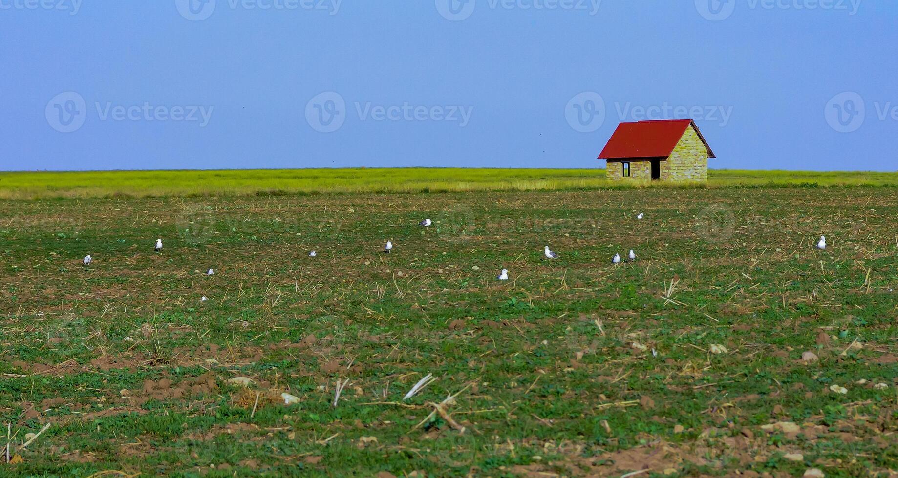Lonely house in a field where seagulls sit in eastern Crimea photo