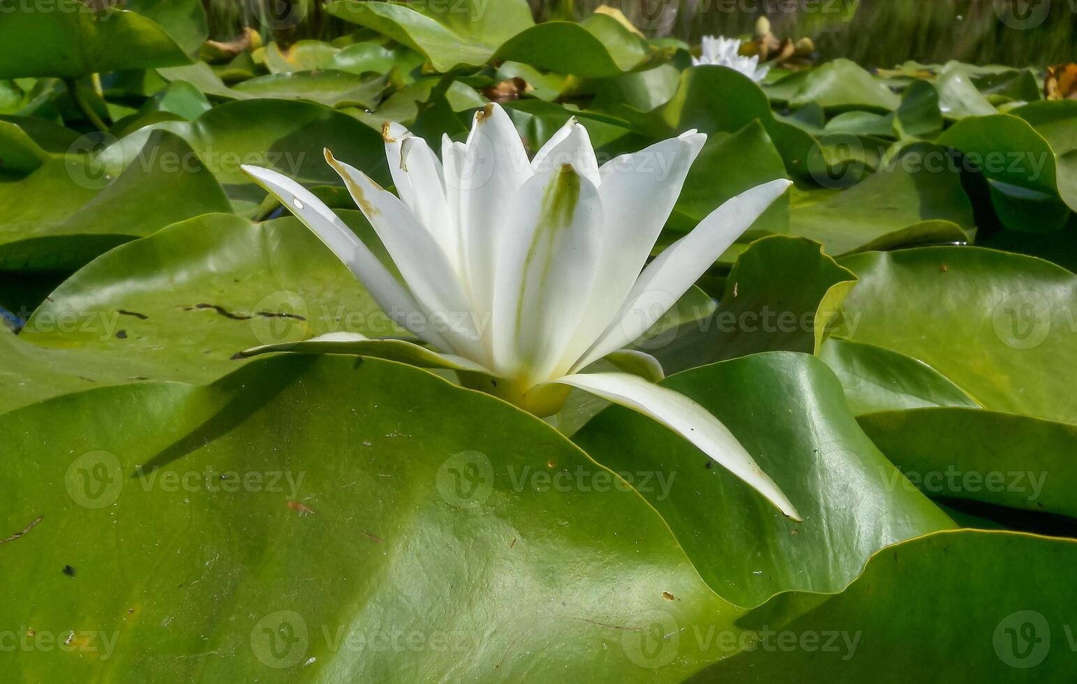 Beautiful white water lily Nymphaea alba flowers on the water surface in the lake Kugurluy, Ukraine photo
