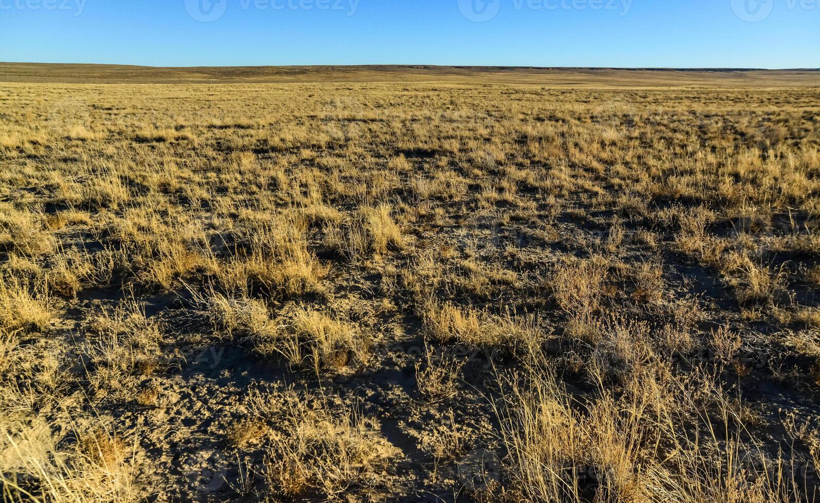 Dry grass glows in the rays of the setting sun in a desert area around Phoenix, Arizona photo