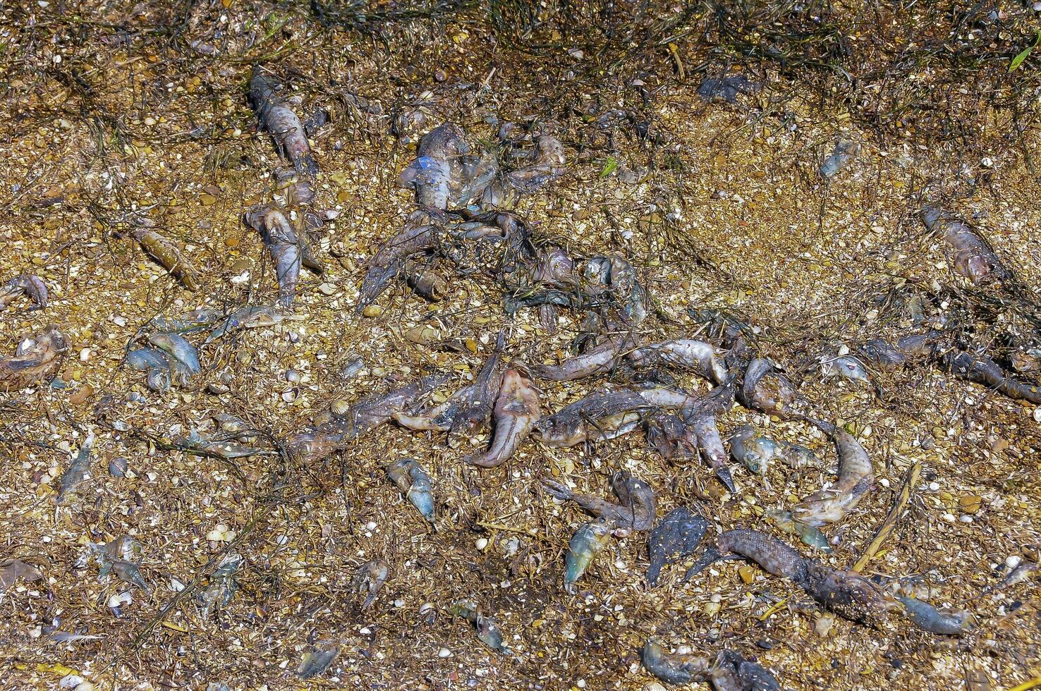 Eutrophication of the reservoir, the death of gobies and other fish in the Tiligul estuary. Water bloom, environmental problem photo