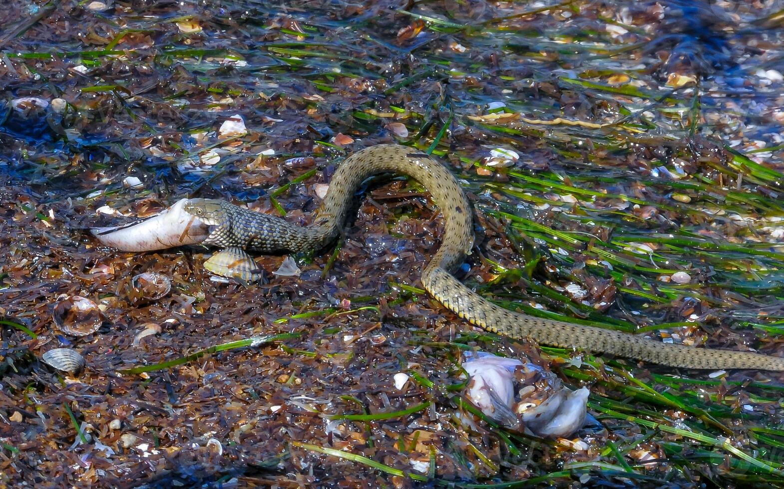 A water snake Natrix tessellata caught a goby and swallows it in the Tiligul estuary photo