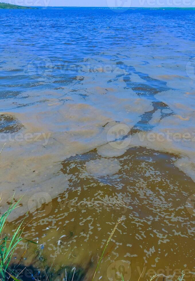 Eutrophication of the reservoir, the death of gobies and other fish in the Tiligul estuary. Water bloom, environmental problem photo