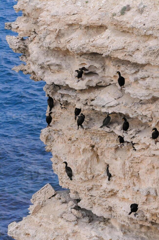 Cormorants rest on a steep bank of Pontic limestone in eastern Crimea photo