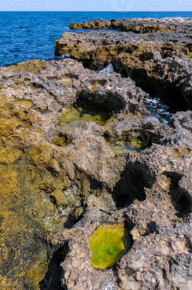 Green algae in littoral puddles in a flat rocky shore in eastern Crimea, Black Sea photo
