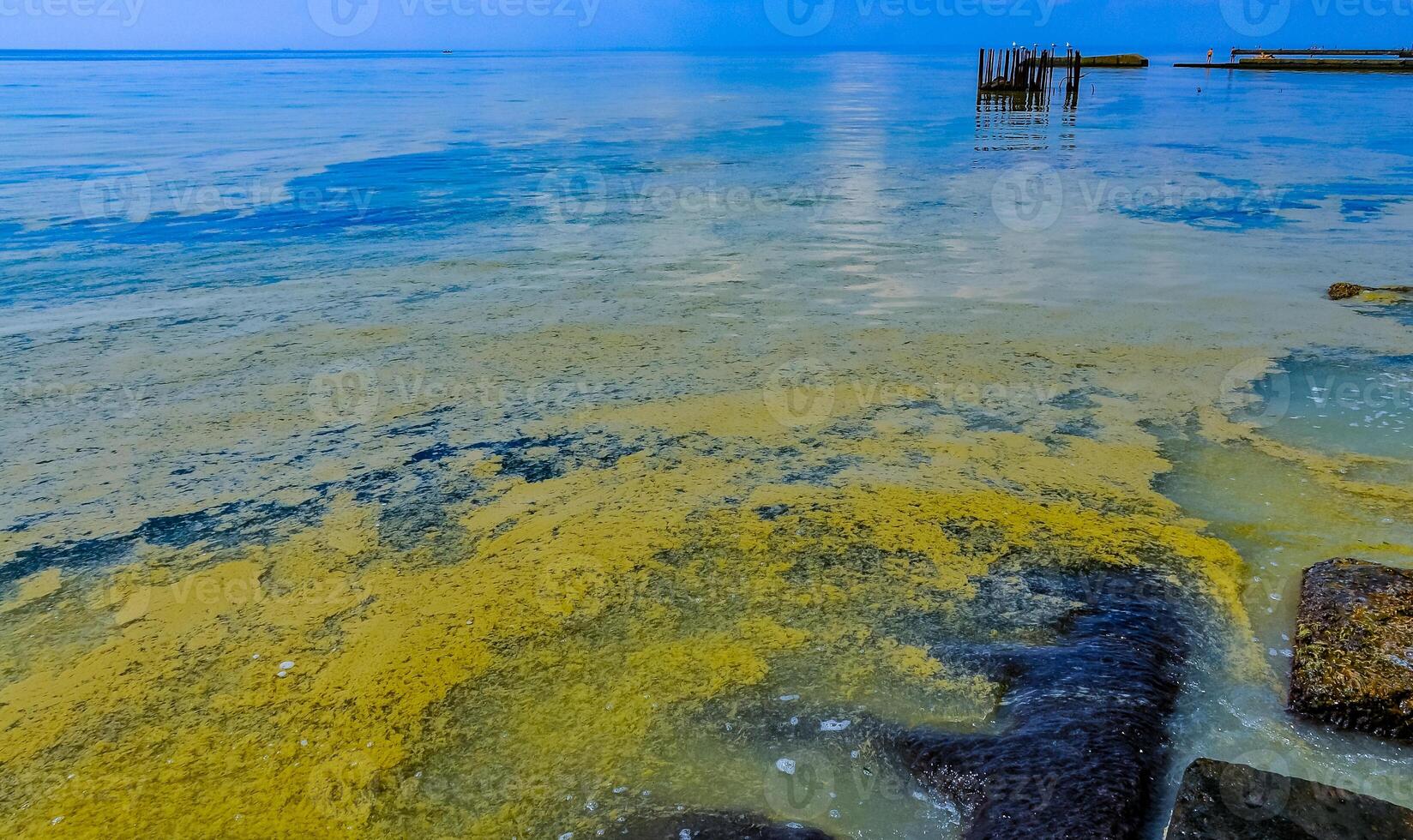 Nodularia spumigena, ecological disaster, a toxic blue-green algae bloom in the Black Sea photo