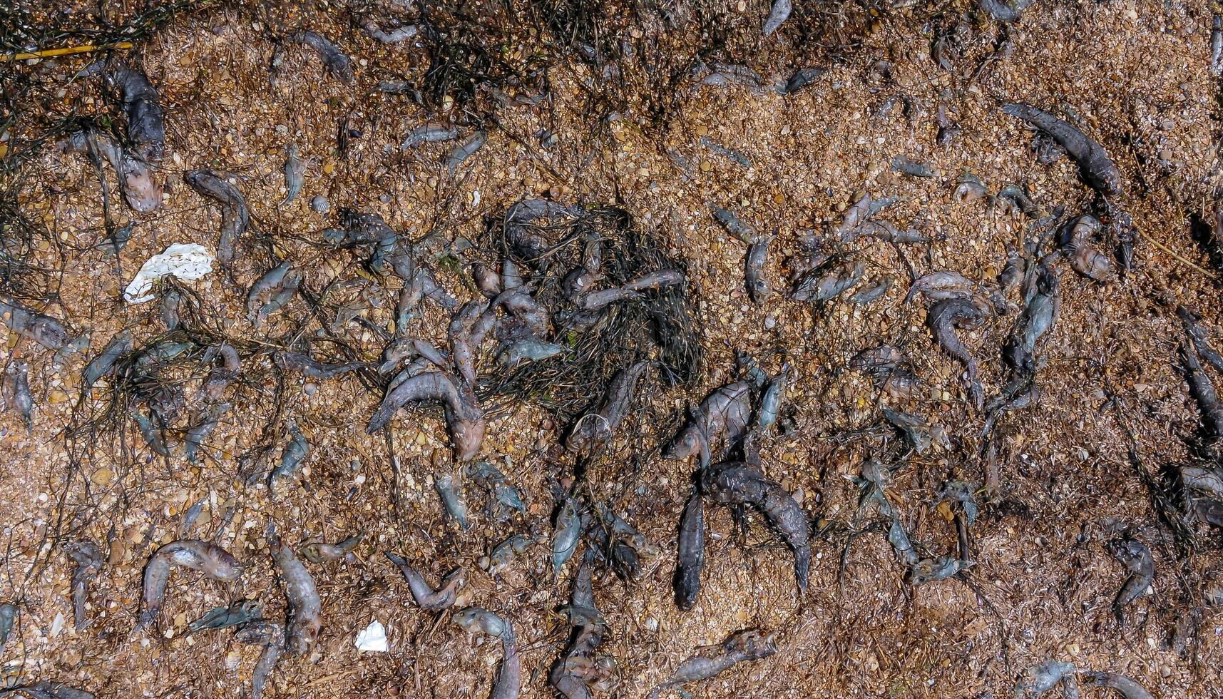 Eutrophication of the reservoir, the death of gobies and other fish in the Tiligul estuary. Water bloom, environmental problem photo