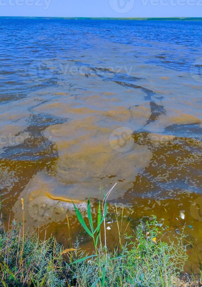Eutrophication of the reservoir, the death of gobies and other fish in the Tiligul estuary. Water bloom, environmental problem photo