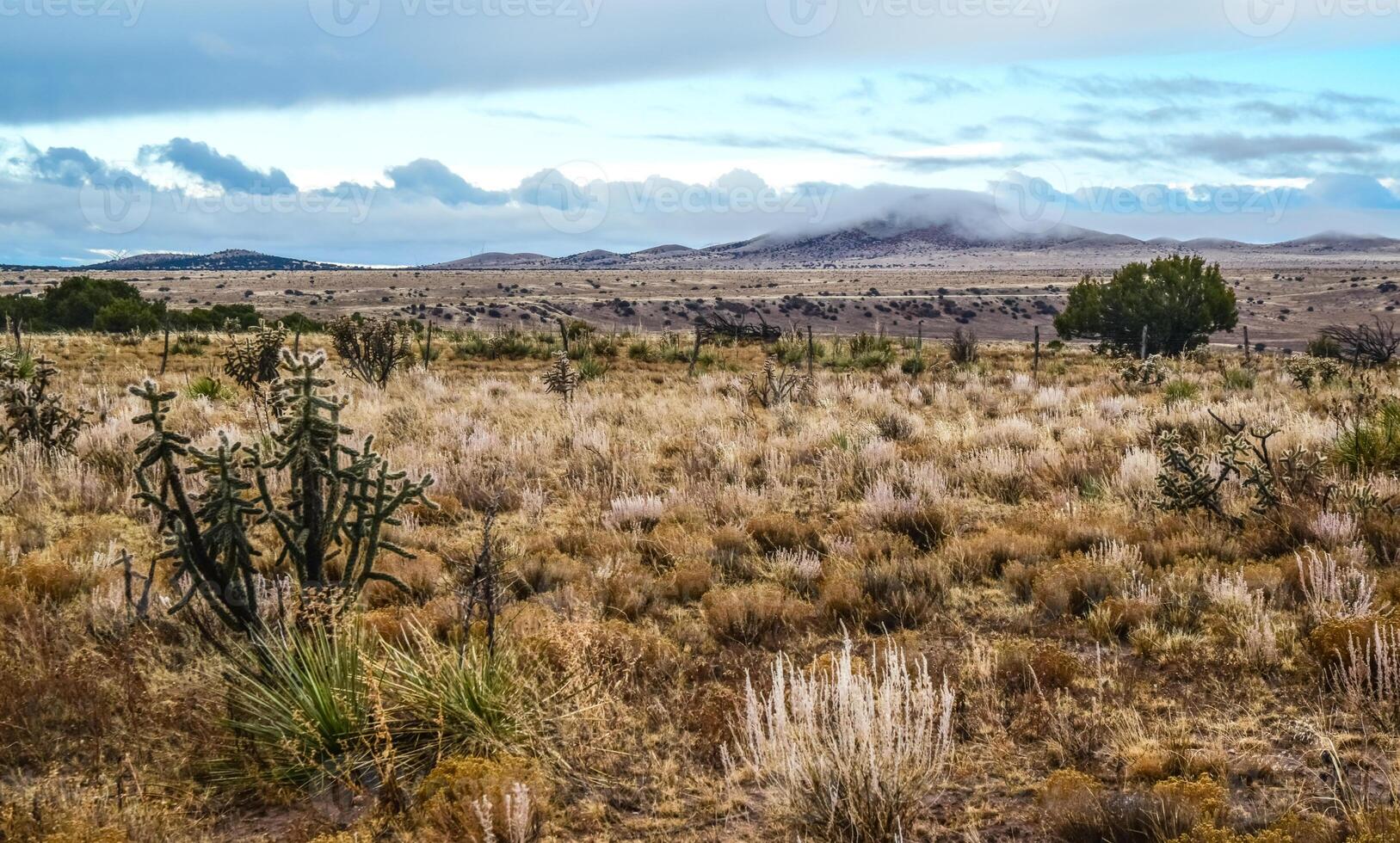 Cacti Cylindropuntia sp. Prickly cylindropuntia with yellow fruits with seeds. New Mexico, USA photo