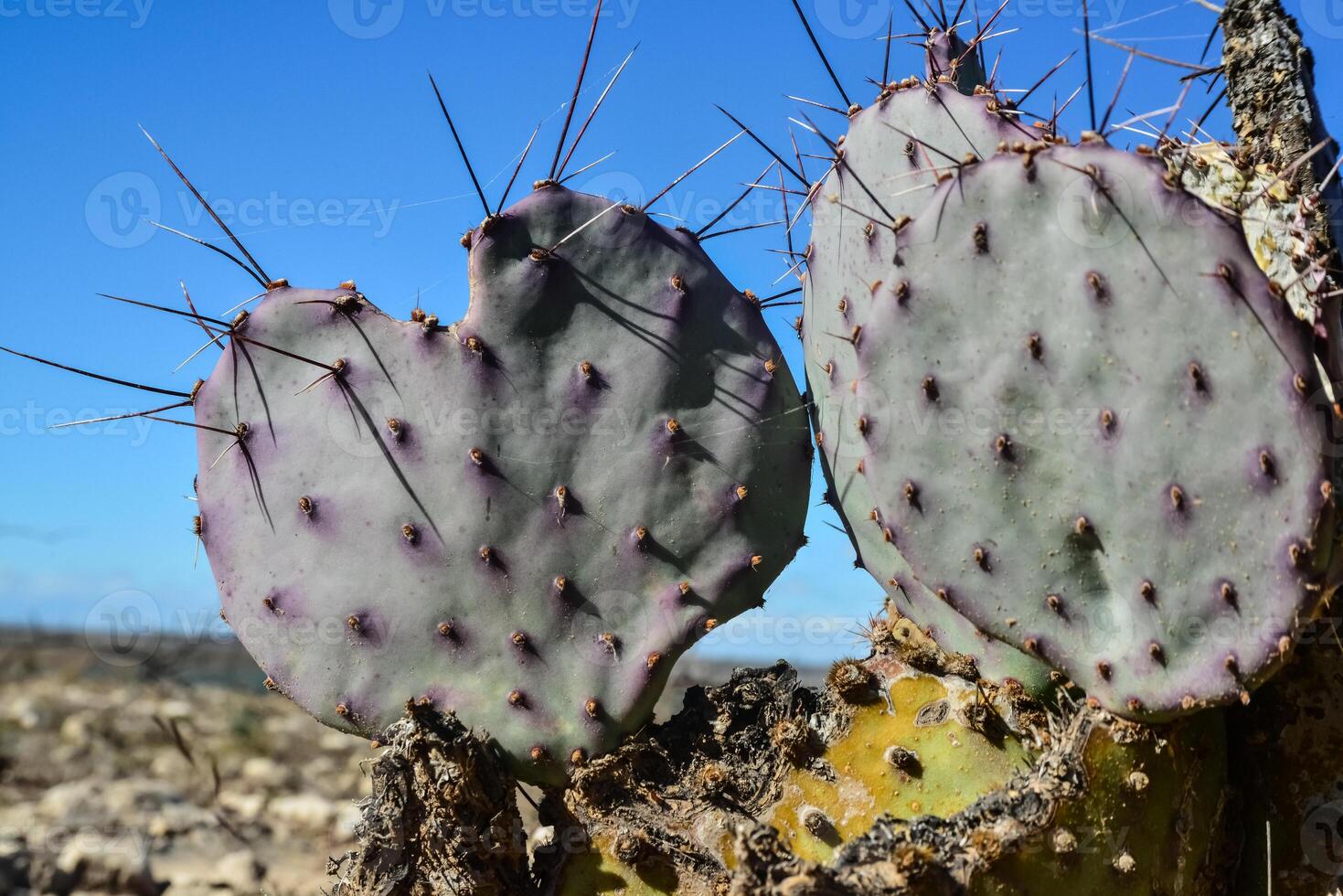 Cacti New Mexico. Prickly pear Opuntia sp. in a rocky desert in New Mexico, USA photo